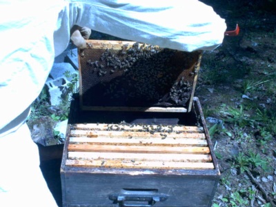 abeilles ruches