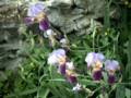 005_fleurs.jpg