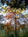 019_arbres_couleurs.jpg