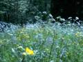 021_prairie_bleue.jpg