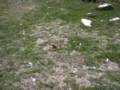 067_ermine.jpg