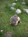 130_ecrins_marmotte.jpg