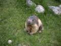 131_ecrins_marmotte.jpg