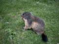 132_ecrins_marmotte.jpg
