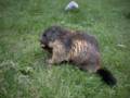 133_ecrins_marmotte.jpg
