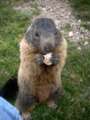 134_ecrins_marmotte.jpg