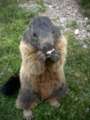 135_ecrins_marmotte.jpg