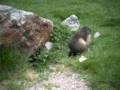 136_ecrins_marmotte.jpg