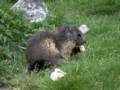 137_ecrins_marmotte.jpg