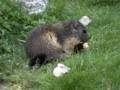 138_ecrins_marmotte.jpg