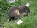 140_ecrins_marmotte.jpg