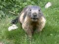 141_ecrins_marmotte.jpg