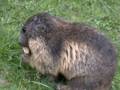 142_ecrins_marmotte.jpg