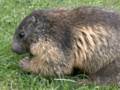 143_ecrins_marmotte.jpg