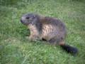 144_ecrins_marmotte.jpg