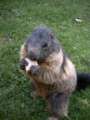 145_ecrins_marmotte.jpg