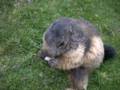 146_ecrins_marmotte.jpg