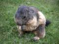 147_ecrins_marmotte.jpg