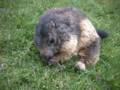 148_ecrins_marmotte.jpg