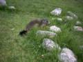 149_ecrins_marmotte.jpg