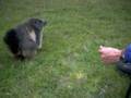 153_ecrins_marmotte.jpg