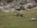 154_ecrins_marmotte.jpg