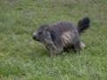155_ecrins_marmotte.jpg