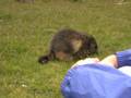 157_claudio_marmotte.jpg