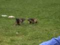 158_ecrins_marmotte.jpg