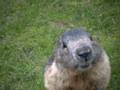 159_ecrins_marmotte.jpg
