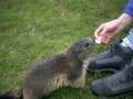161_claudio_marmotte.jpg