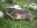 163_ecrins_marmotte.jpg
