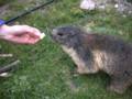 164_ecrins_marmotte.jpg