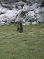 165_ecrins_marmotte.jpg