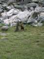 166_ecrins_marmotte.jpg
