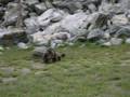 167_ecrins_marmotte.jpg