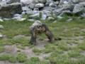 168_ecrins_marmotte.jpg