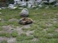 169_ecrins_marmotte.jpg