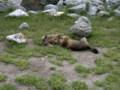 170_ecrins_marmotte.jpg