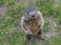 172_ecrins_marmotte.jpg