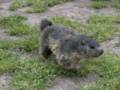 173_ecrins_marmotte.jpg