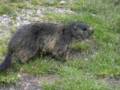 174_ecrins_marmotte.jpg