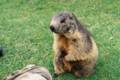 01_nk_ecrins_marmotte.jpg