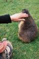 03_nk_ecrins_marmotte.jpg