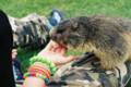 07_nk_ecrins_marmotte.jpg