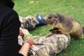 11_nk_ecrins_marmotte.jpg