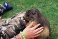 15_nk_ecrins_marmotte.jpg