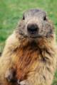 21_nk_ecrins_marmotte.jpg