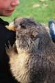22_nk_ecrins_marmotte.jpg