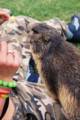 24_nk_ecrins_marmotte.jpg